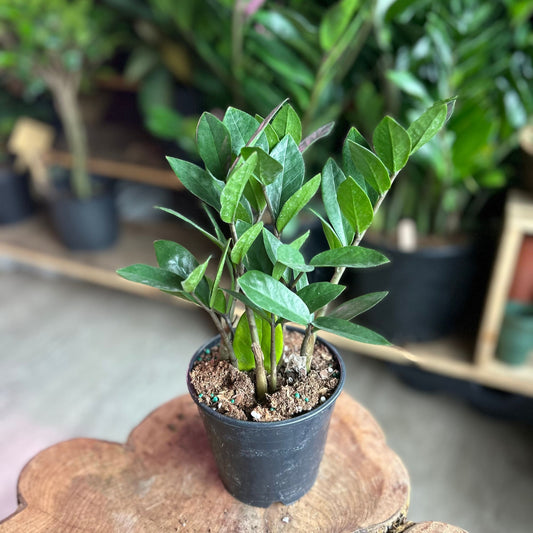 ZZ Plant 5"