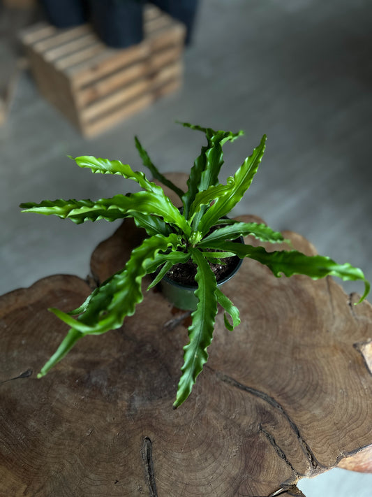 Birdsnest Fern 4"