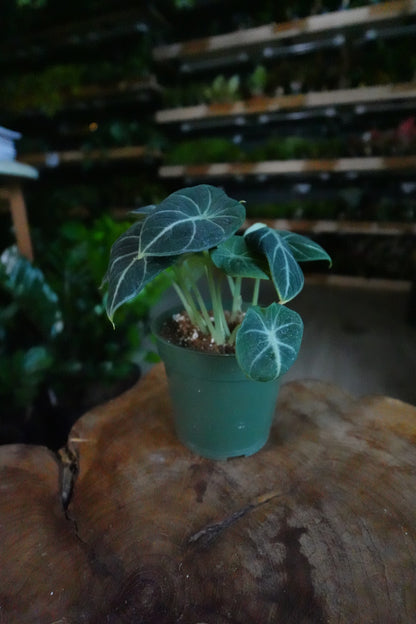 Alocasia Black Velvet 4”