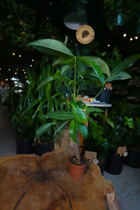 Money Tree Braided 3”
