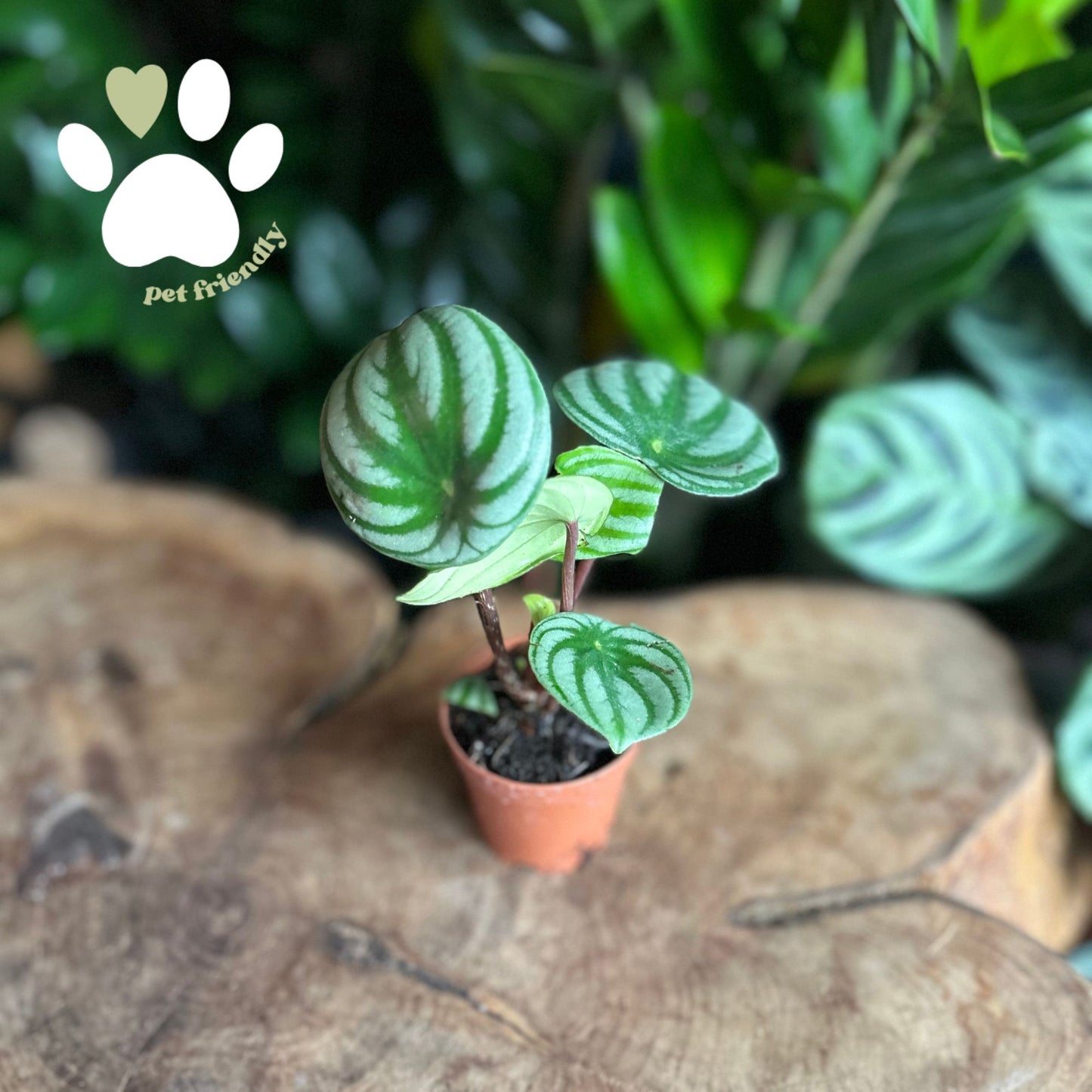 Peperomia Watermelon 2”
