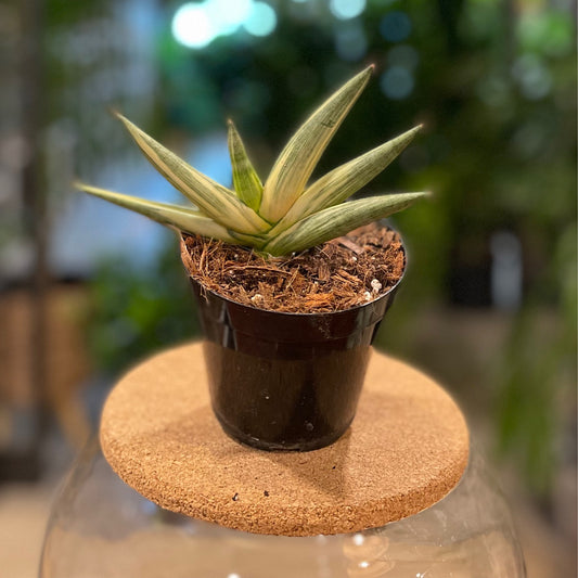 Sansevieria Starfish Boncell White 4"