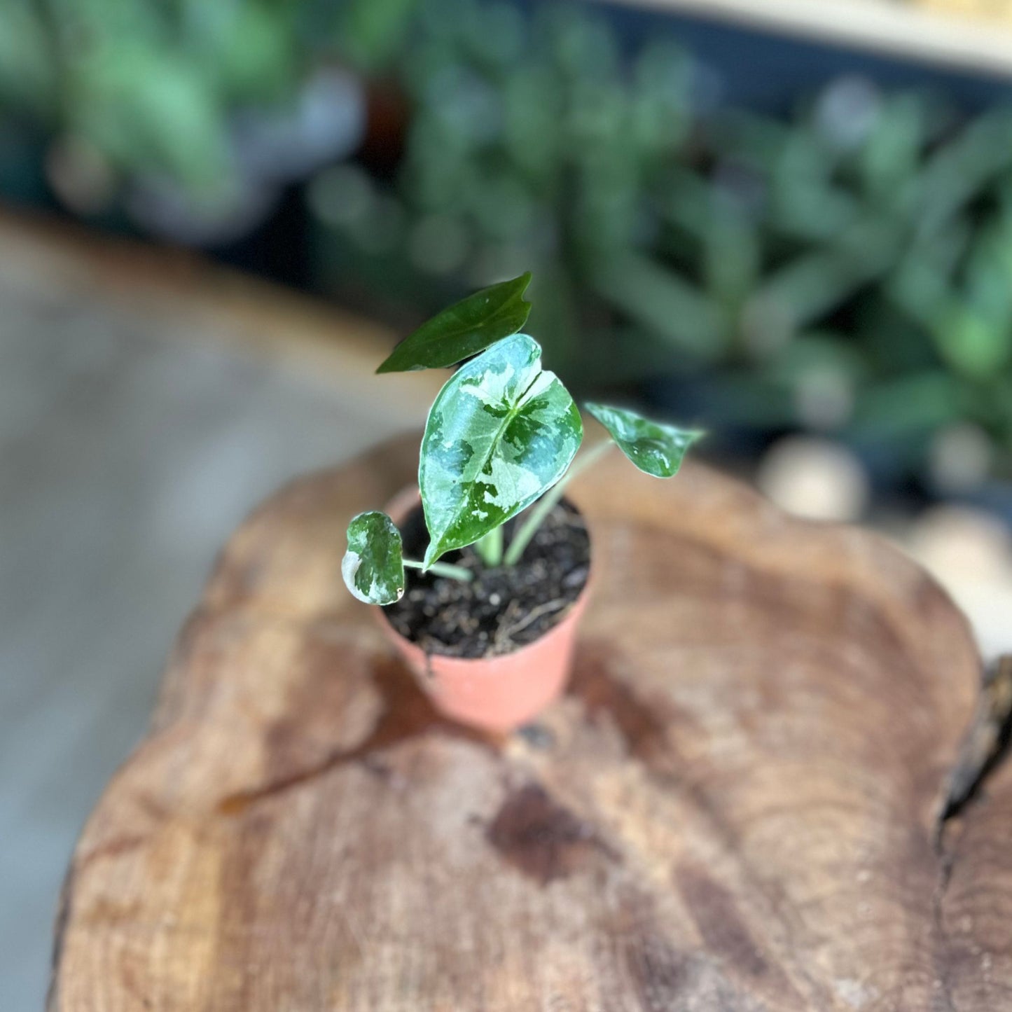 Alocasia Frydek Variegated 2"