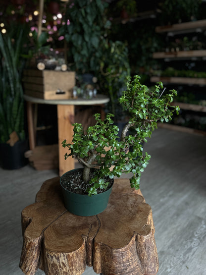 Portulacaria Afra S-Bonsai 8"