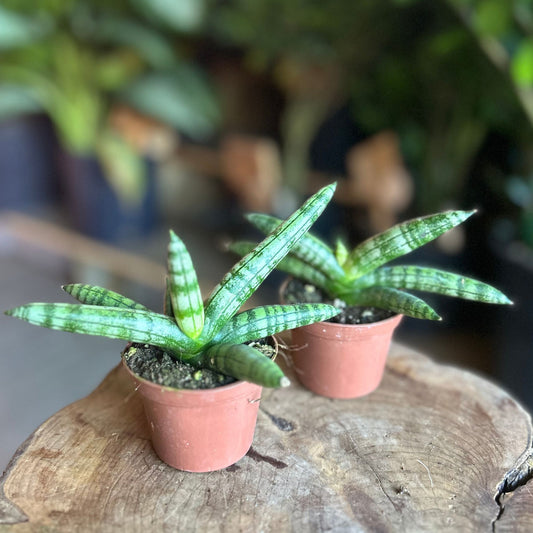 Sansevieria Starfish 2”