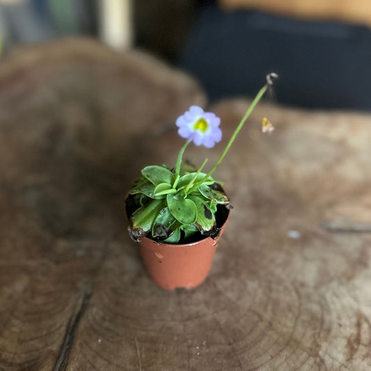 Pinguicula Butterwort 2”
