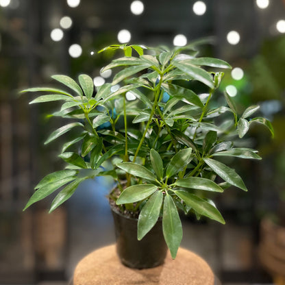 Umbrella Tree 4”