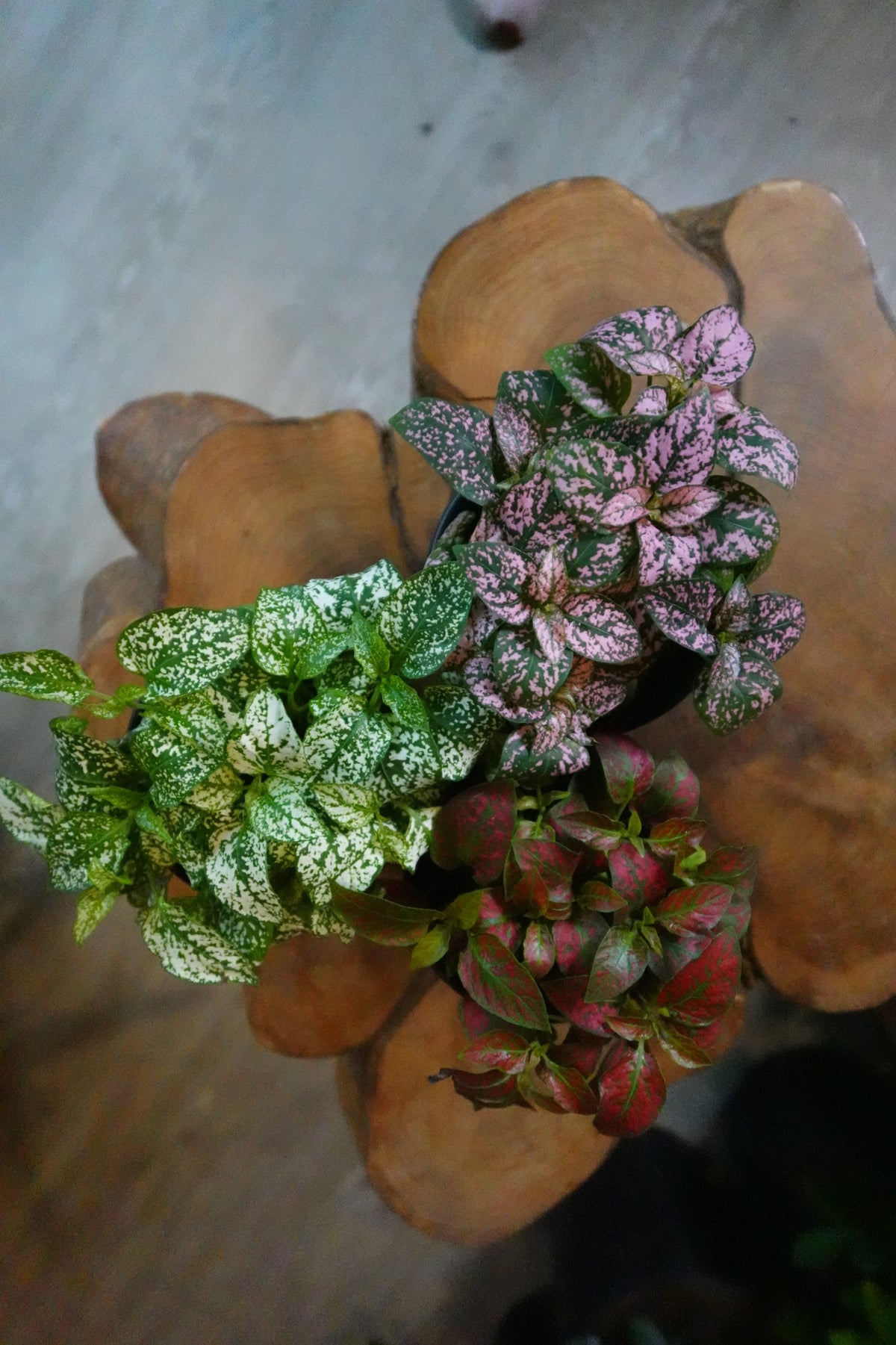 Polka Dot Plant 4"