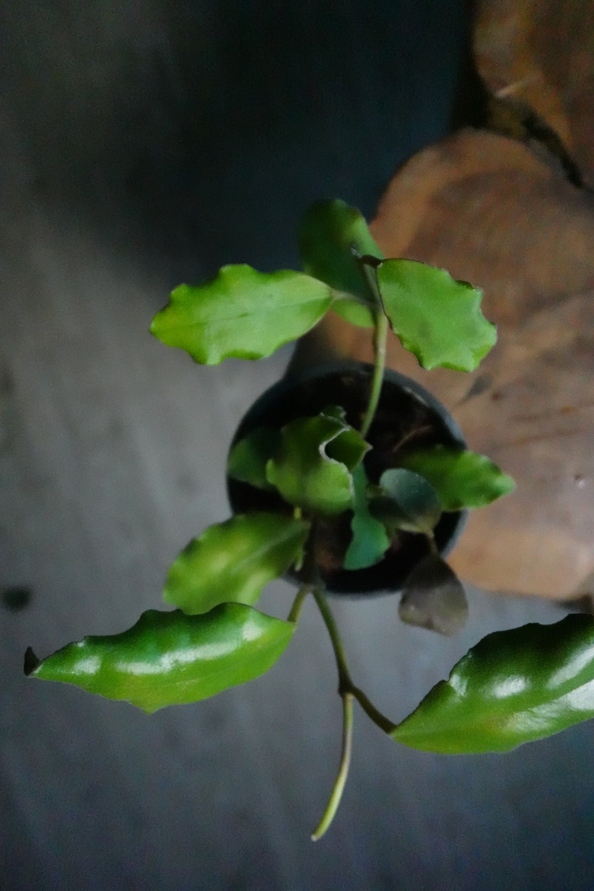 Hoya Waymaniae 4"