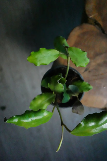 Hoya Waymaniae 4"