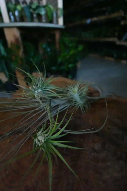 Tillandsia Standard (Air Plant)
