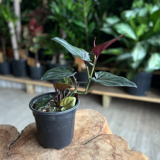 Syngonium Red Arrow 4"