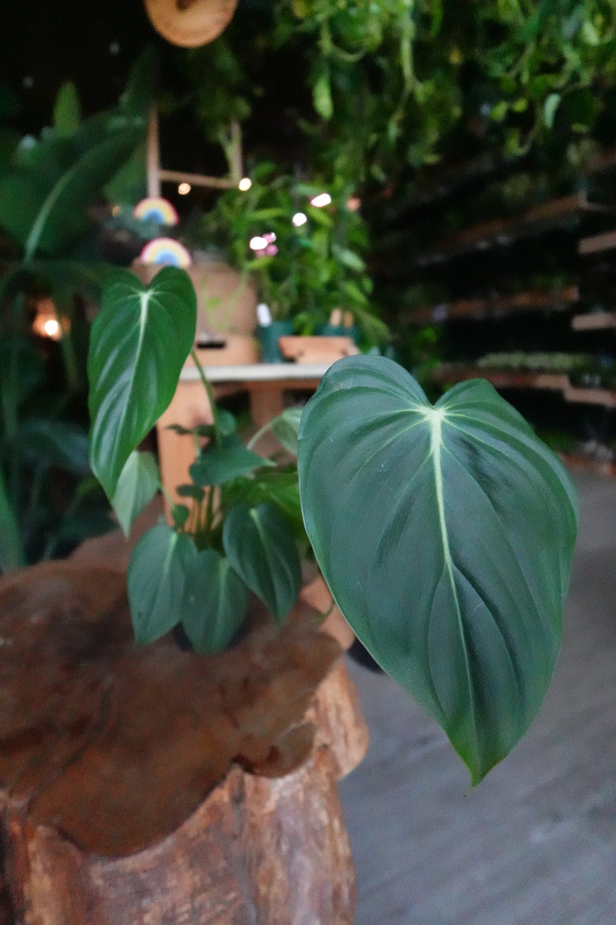 Philodendron McDowell 4"