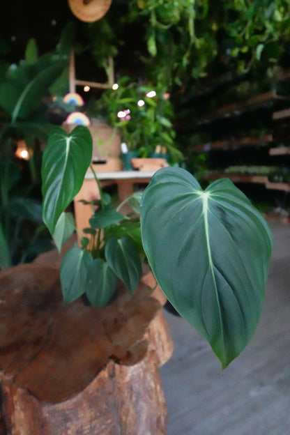 Philodendron McDowell 4"