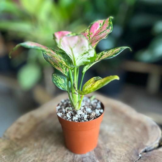 Aglaonema Beauty 2”