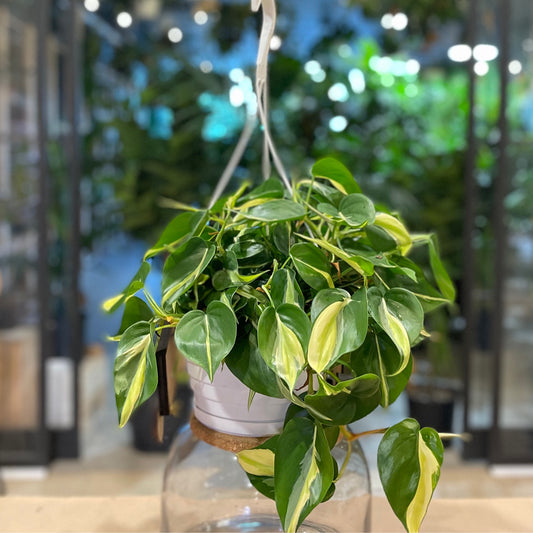 Philodendron Rio 8” HB