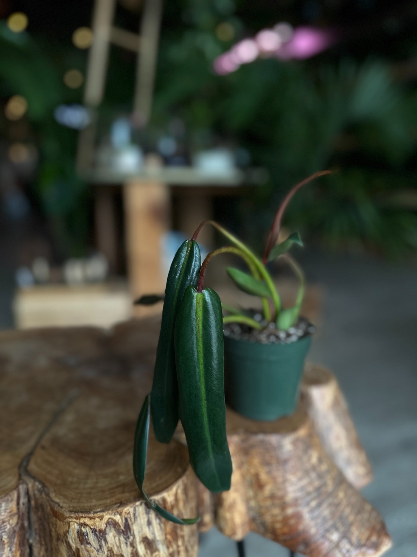 Philodendron Spirtus Scanti 4"