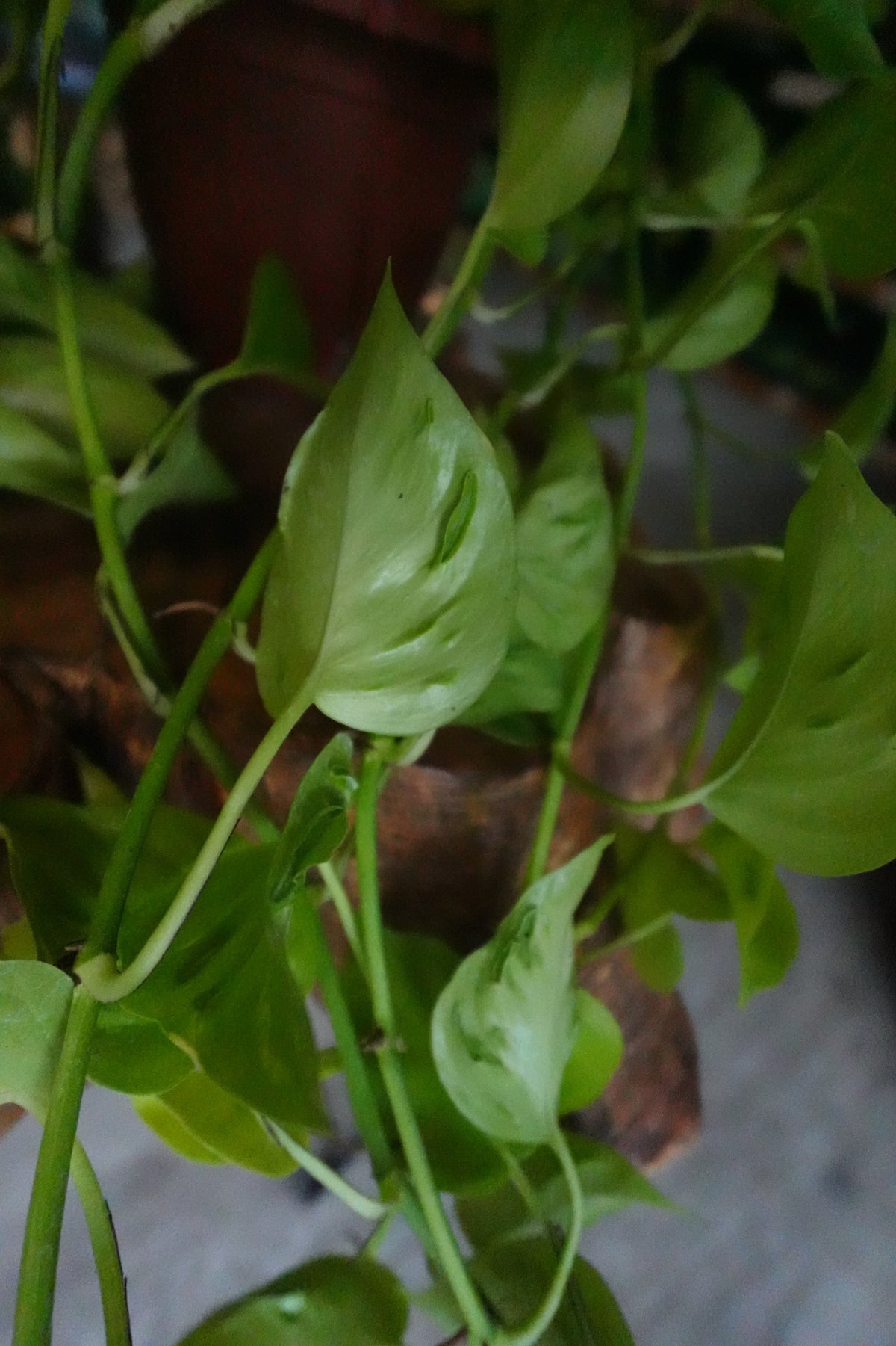 Pothos Sao Paulo HB 6"