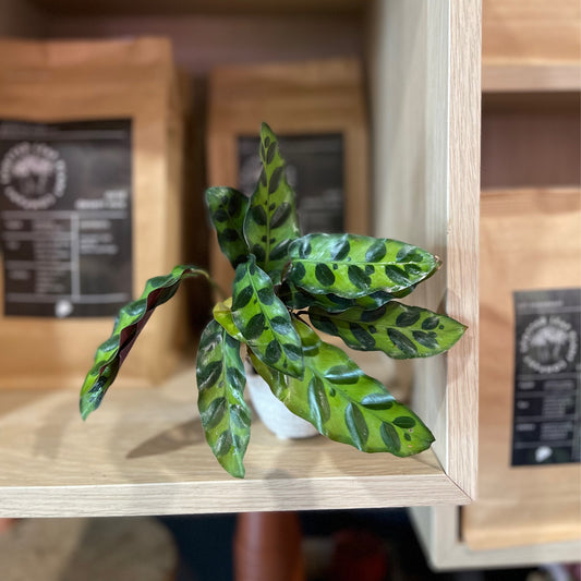 Rattlesnake Calathea 2”
