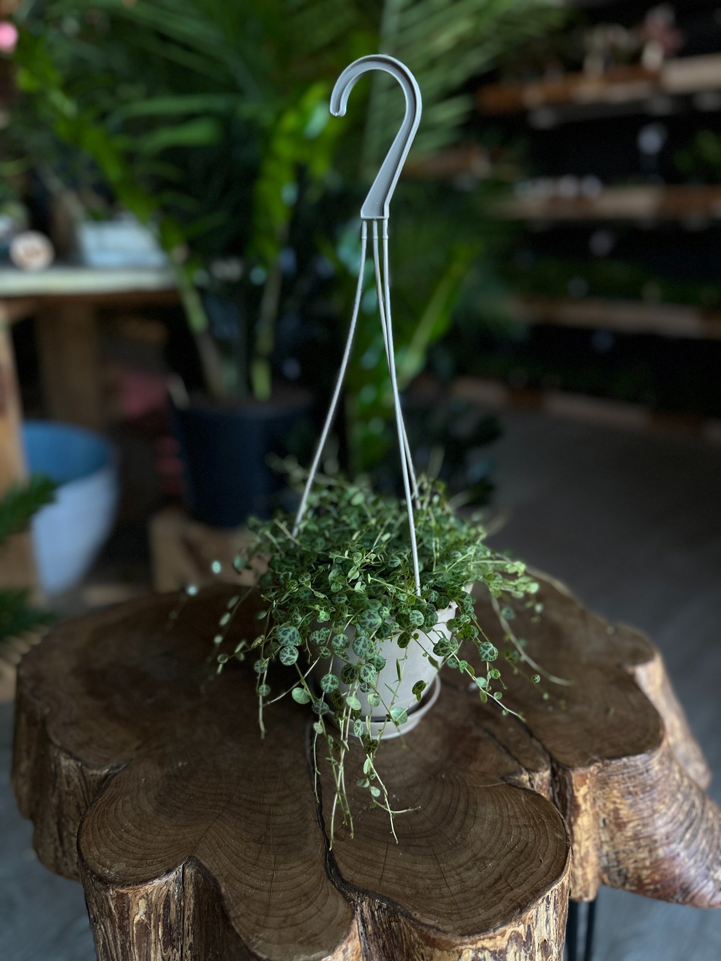 String of Turtles 4" HB