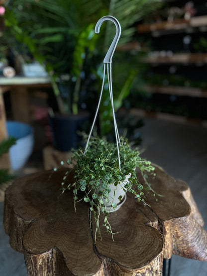 String of Turtles 4" HB