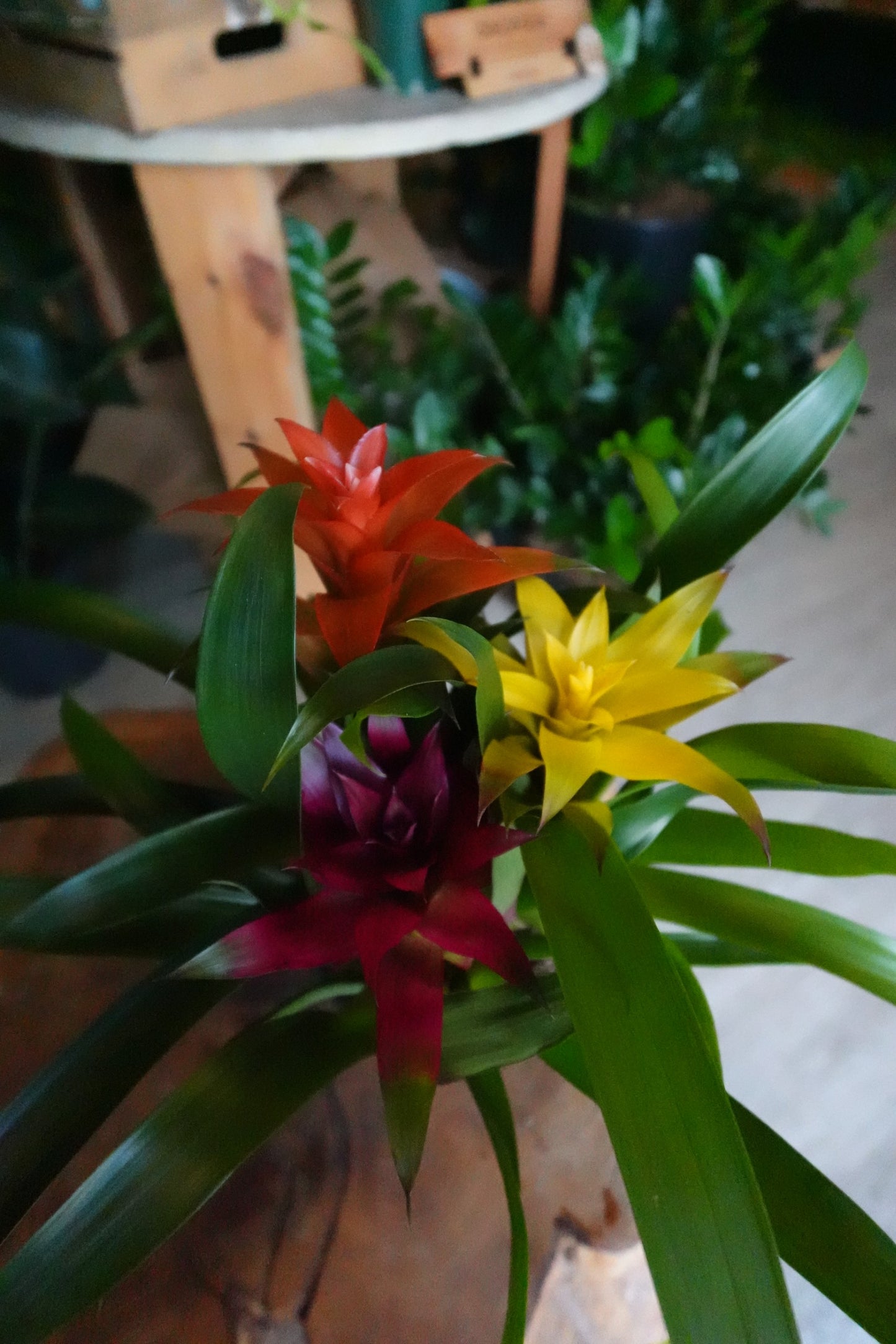 Bromeliad Guzmania 6”