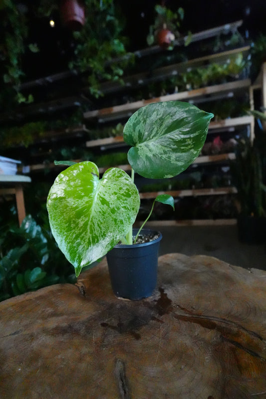 Monstera Bulbasaur 4"
