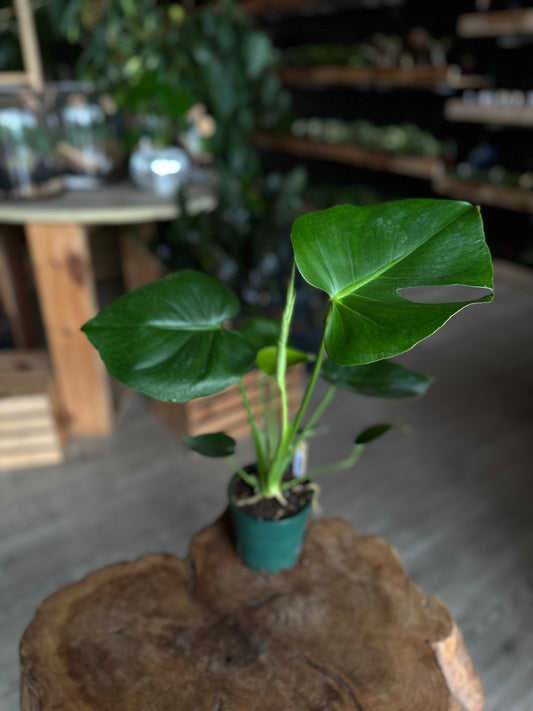 Monstera Deliciosa 5"