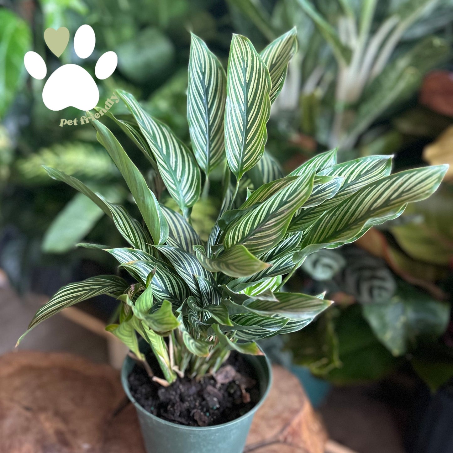 Calathea Vittata 6”