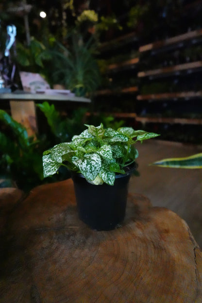 Polka Dot Plant 4"