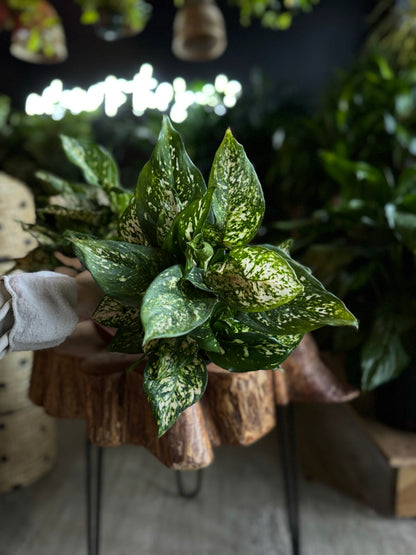 Aglaonema Pink Princess 6"
