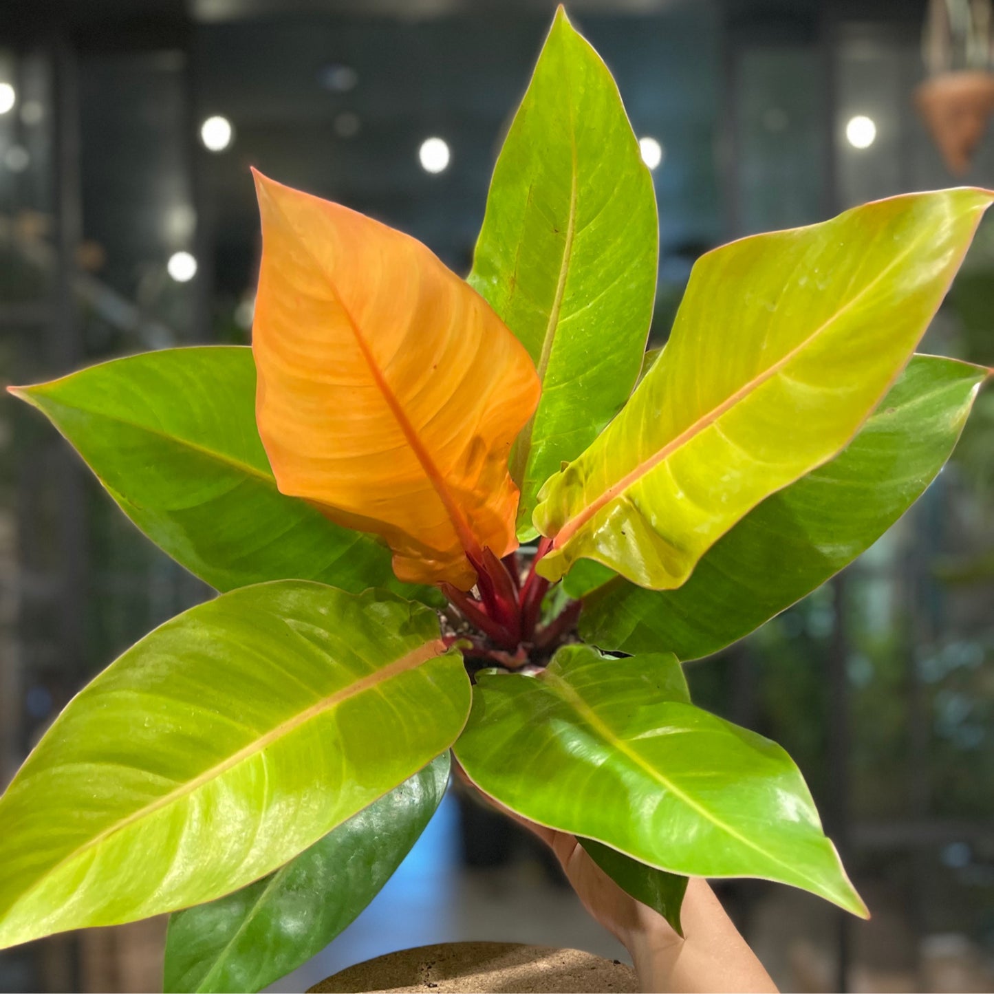 Philodendron Prince of Orange 6”