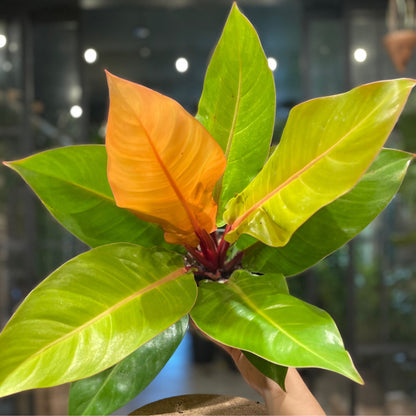 Philodendron Prince of Orange 6”
