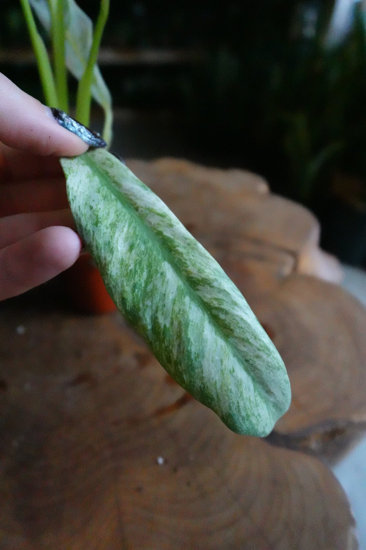 Epipremnum Giganteum Variegated 2"