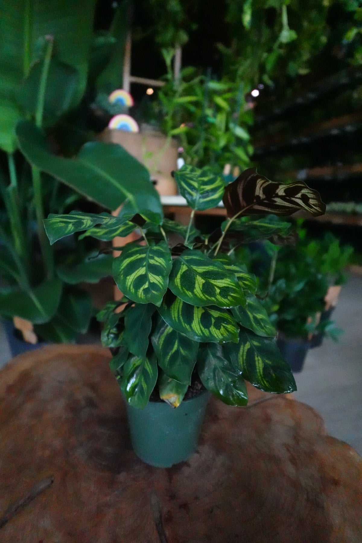 Calathea (Peacock) Makoyana 4”