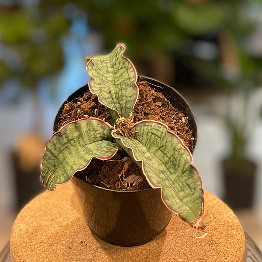Sansevieria Cleopatra 4”