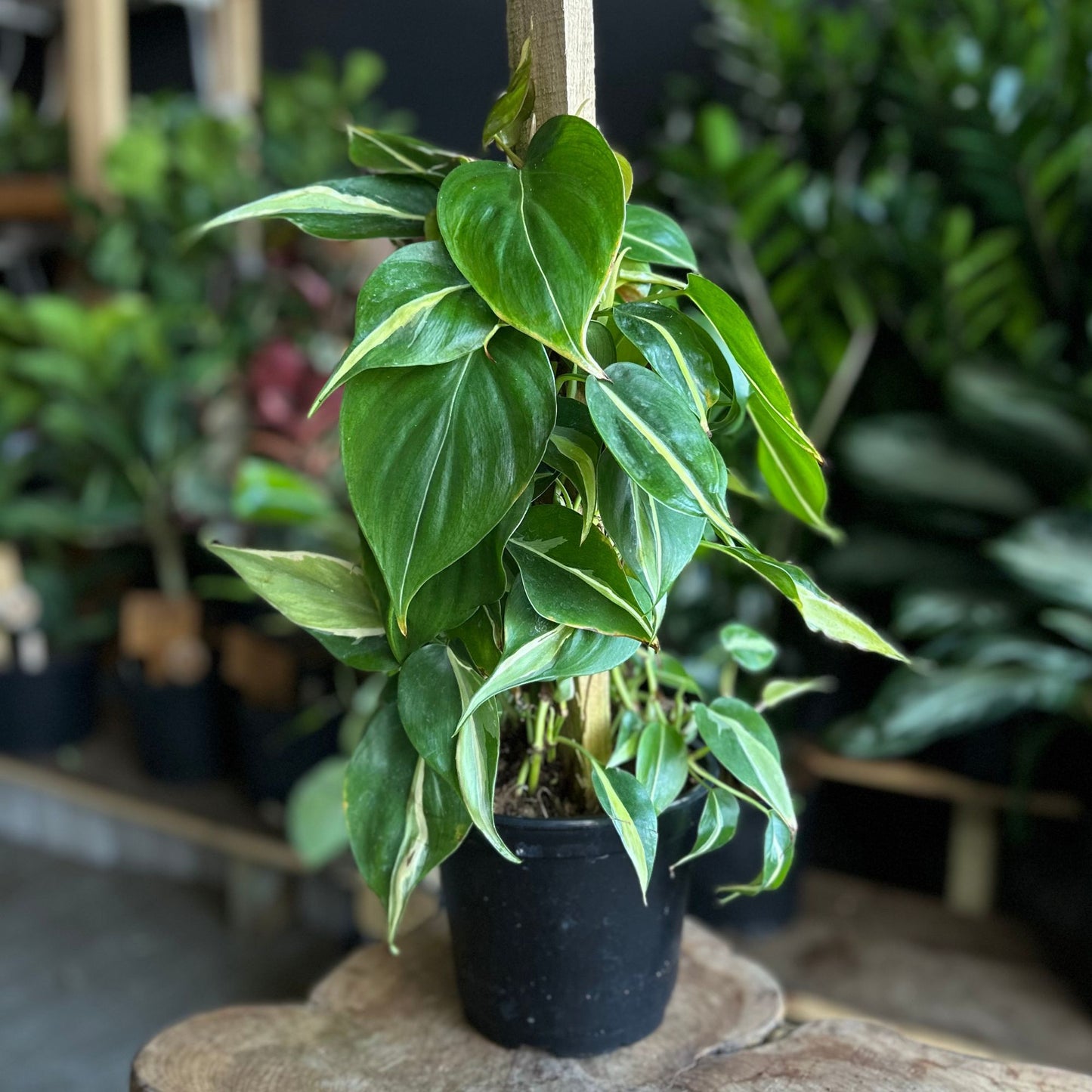 Philodendron Rio 6”