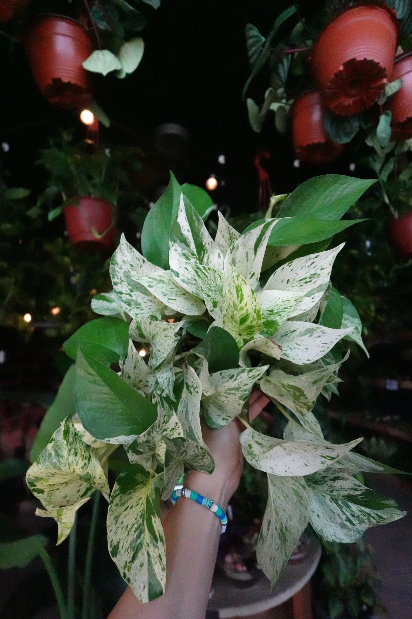 Pothos Diamond 6"