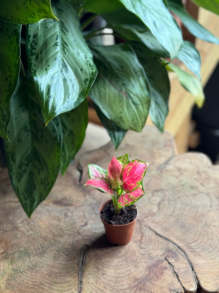 Aglaonema Richard 2"