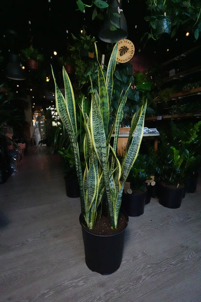 Sanseveria Laurentii (Snake Plant) 12"