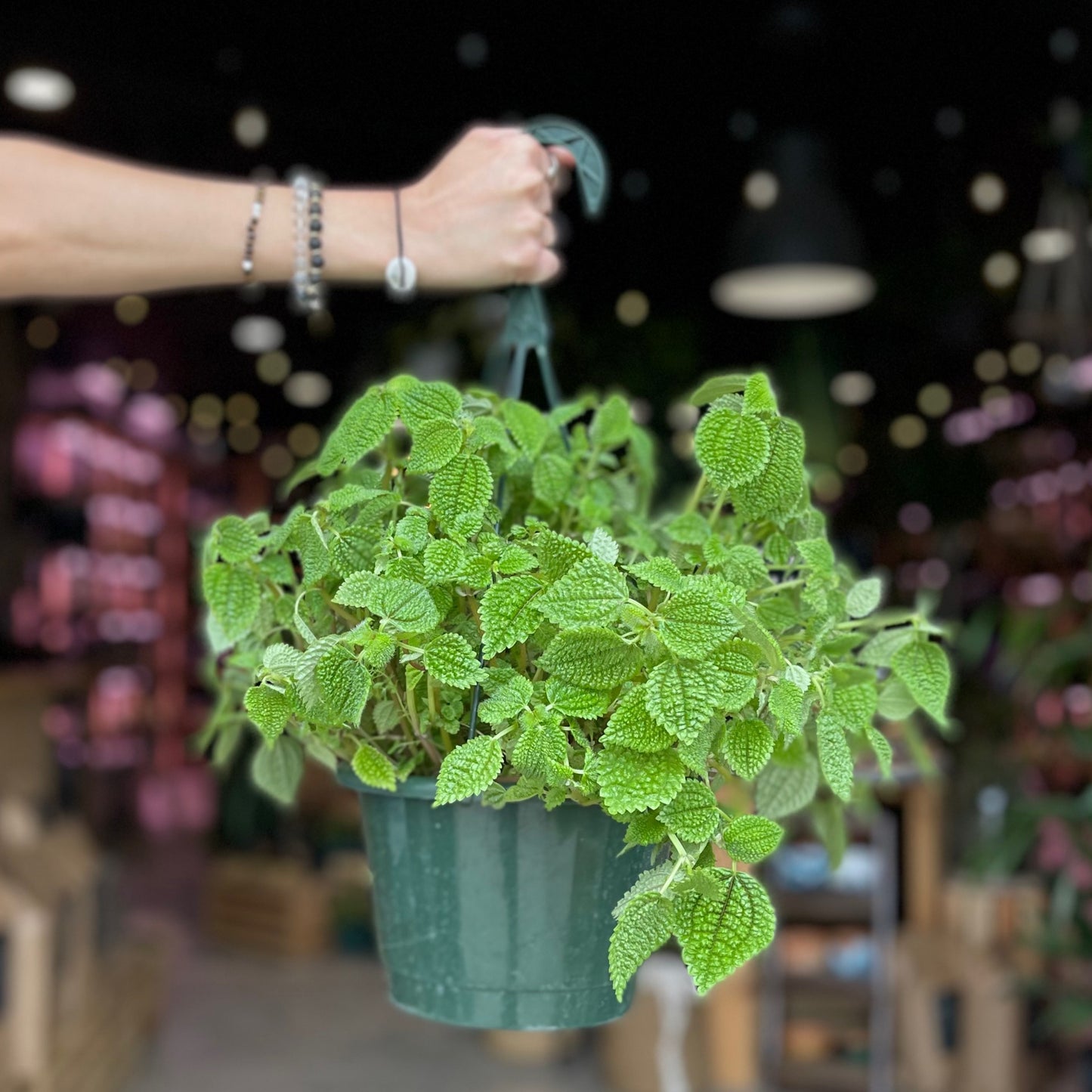 Pilea Moon Valley HB 8"