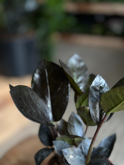 ZZ Plant Black Queen 4"