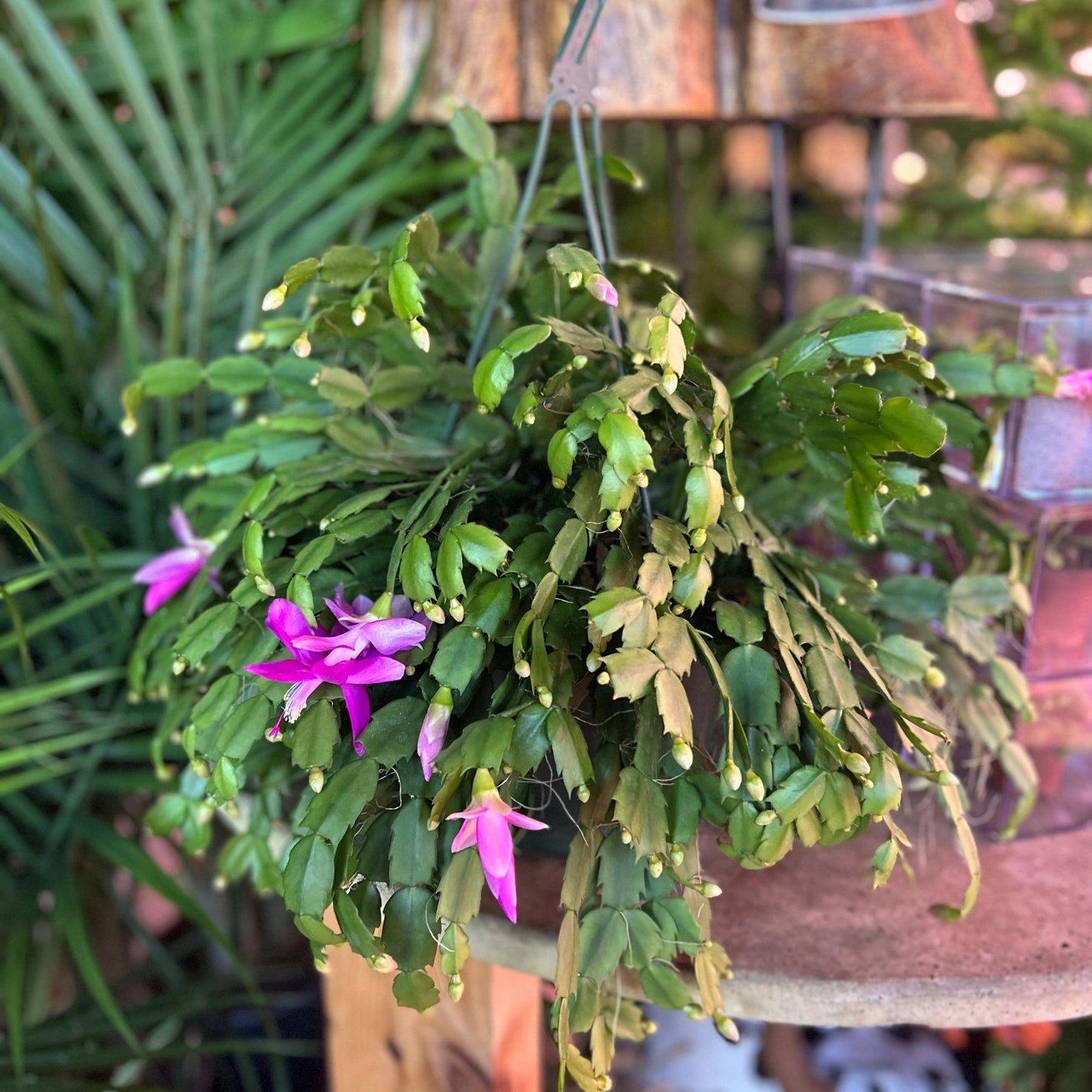 Christmas Cactus (Zygo) 8" HB