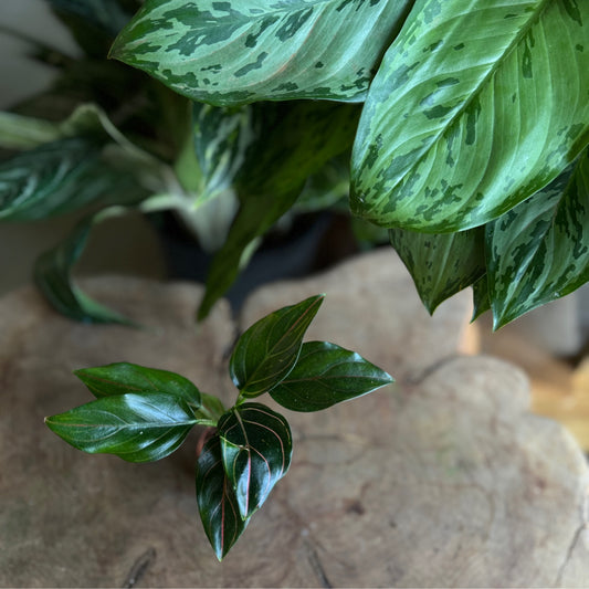 Aglaonema Red Vein 2”