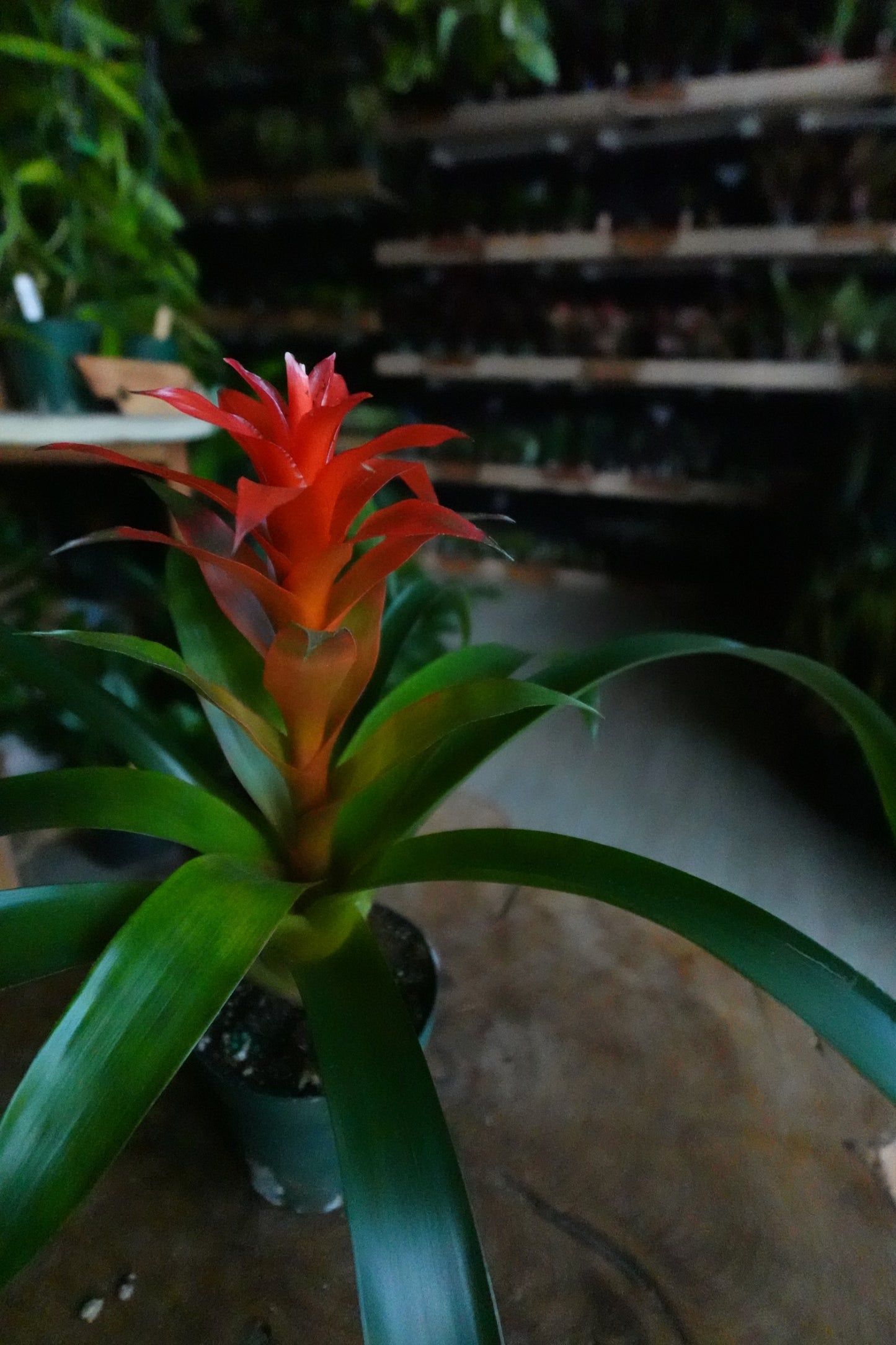 Bromeliad Guzmania 4”