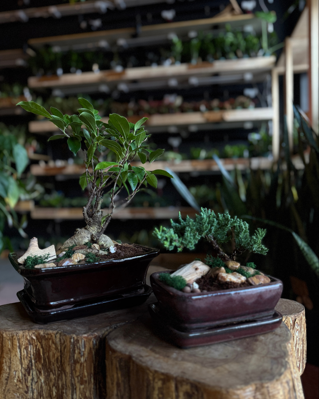 plant + sip: bonsai building saturday 5/16