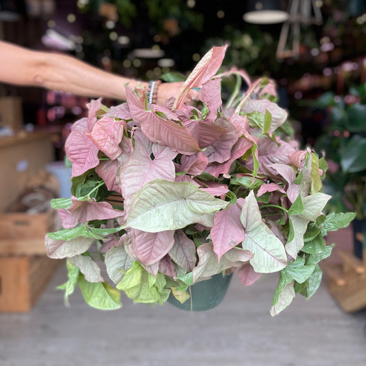 Syngonium Neon Pink HB 8”