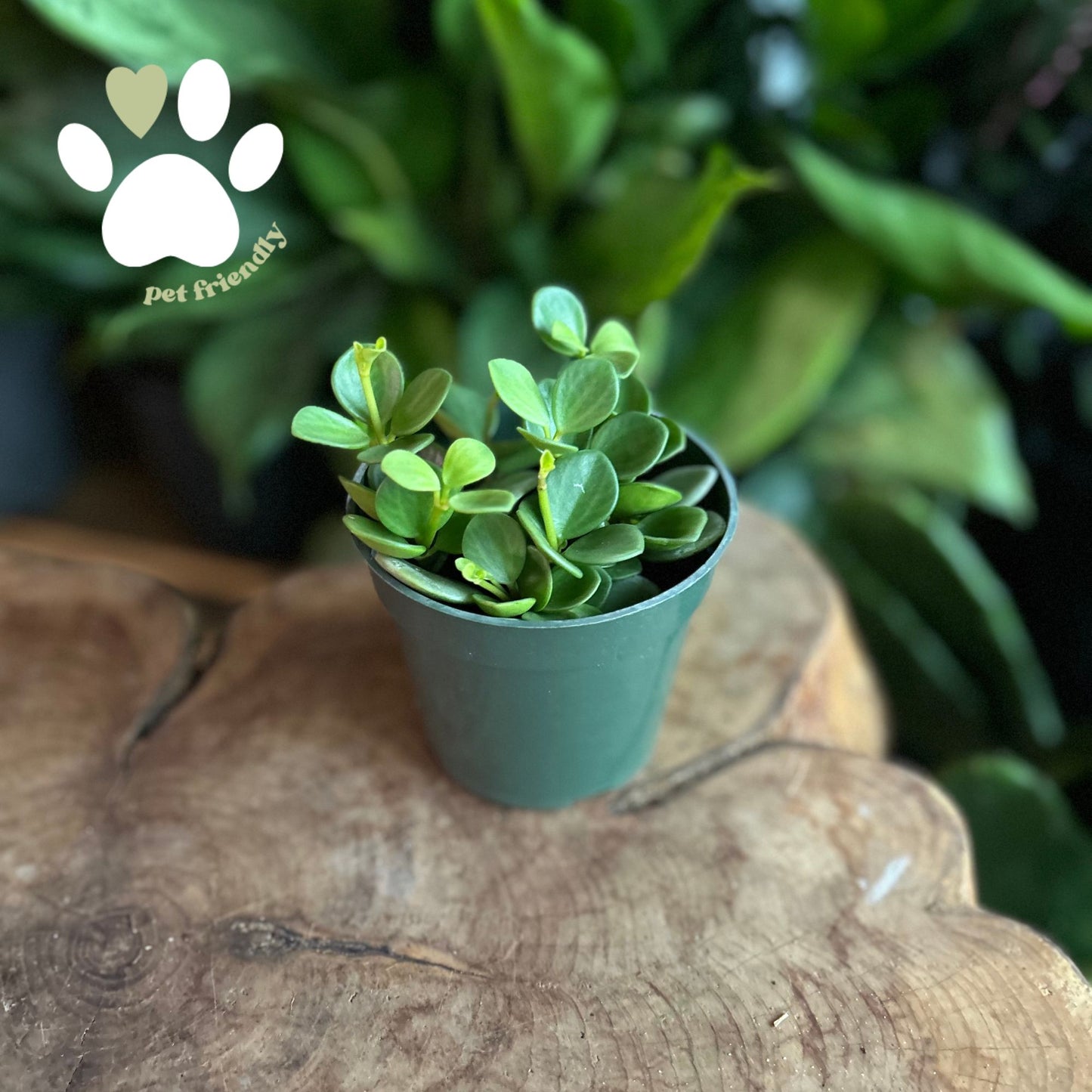 Peperomia Hope 4"