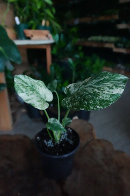 Monstera Mint 4"