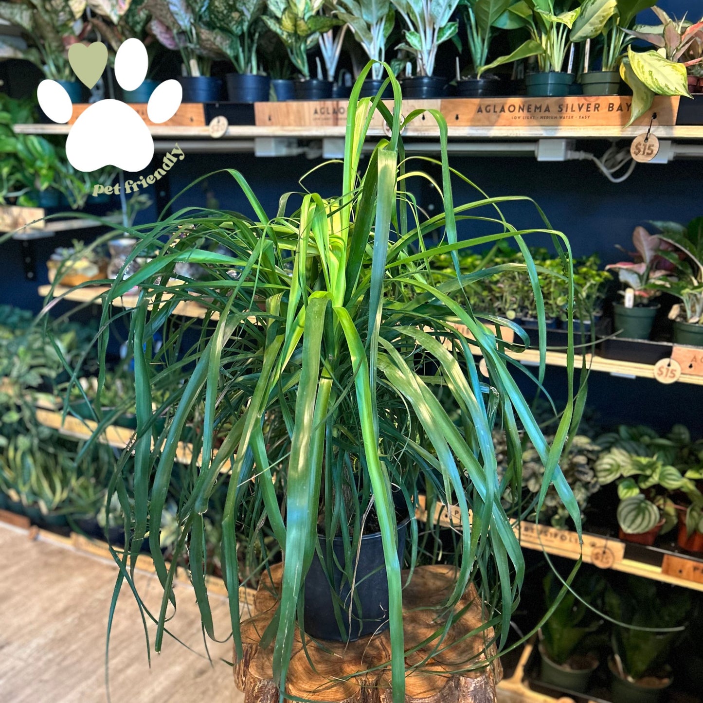 Ponytail Palm Guatemalensis 10"